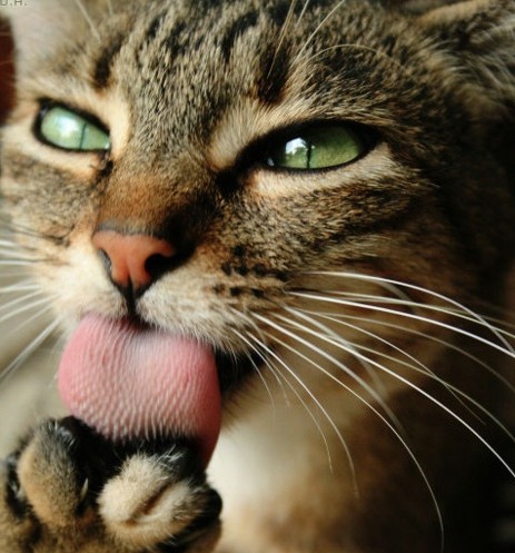 Comida húmeda para gatos: esterilizados - Miscota España