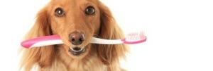 higiene bucal perro