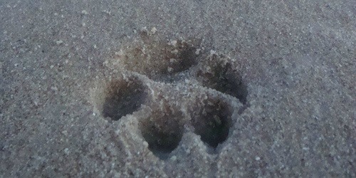 playa perros gandia