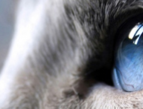 El gato Ojos azules