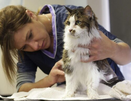 Curso de manejo de gatos para peluquería felina