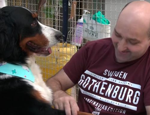 Can de la Mano: los perros que cambiaron el hospital
