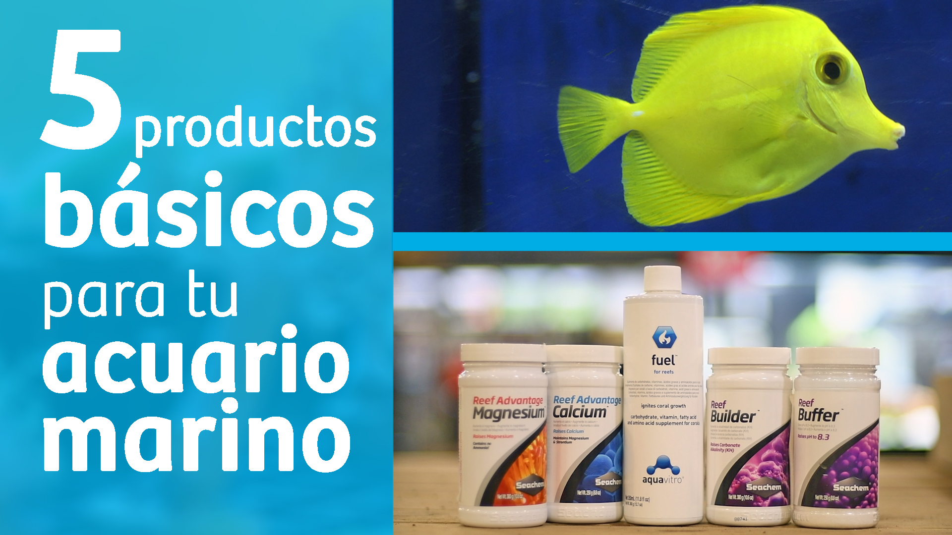 familia Privilegiado pobre 5 productos básicos para tu acuario marino - maskokotas.com
