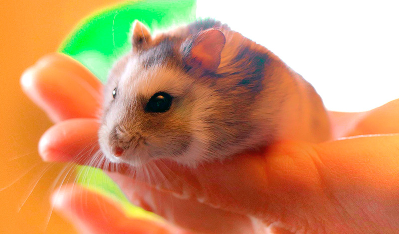 hamster mascota manejo