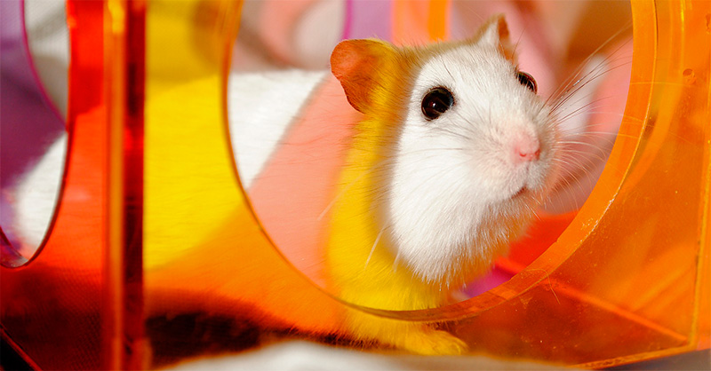 jaula para hamster mascota
