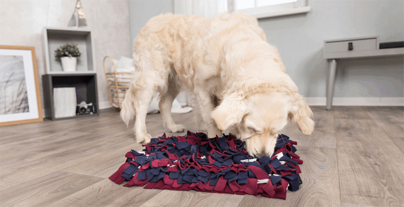 alfombra-olfativa-perro