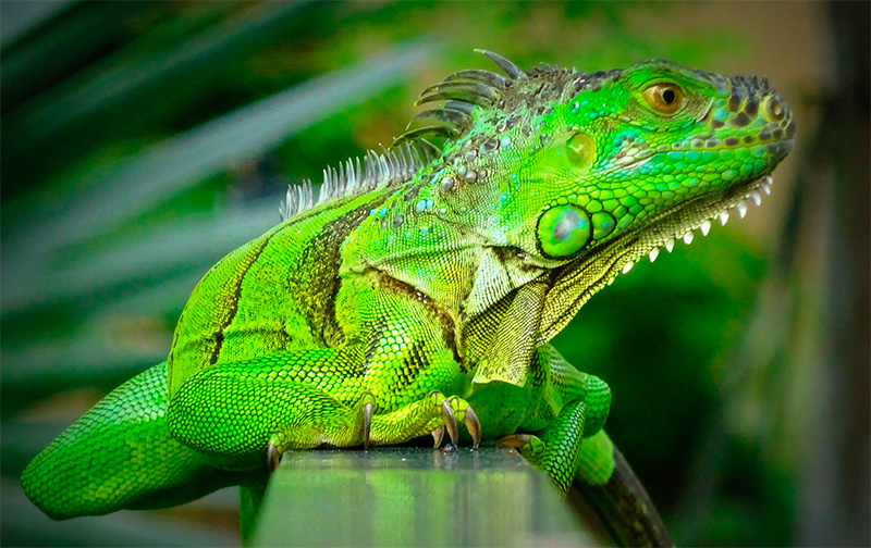 cuidados-iguana-verde