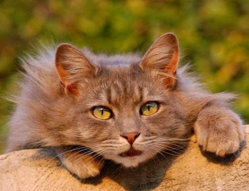 17 curiosidades sobre los gatos