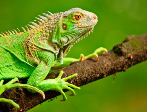 La iguana · Guía de cuidados y manejo