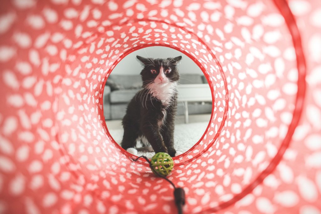 tunel juguete gato