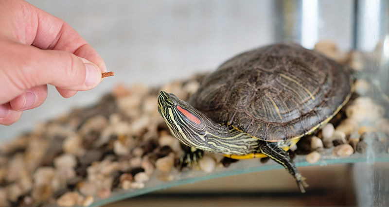La tortuga de agua · Guía de manejo y cuidados 