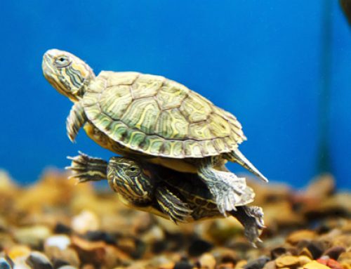 La tortuga de agua · Guía de manejo y cuidados