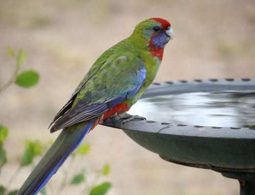 Beneficios del baño para las aves