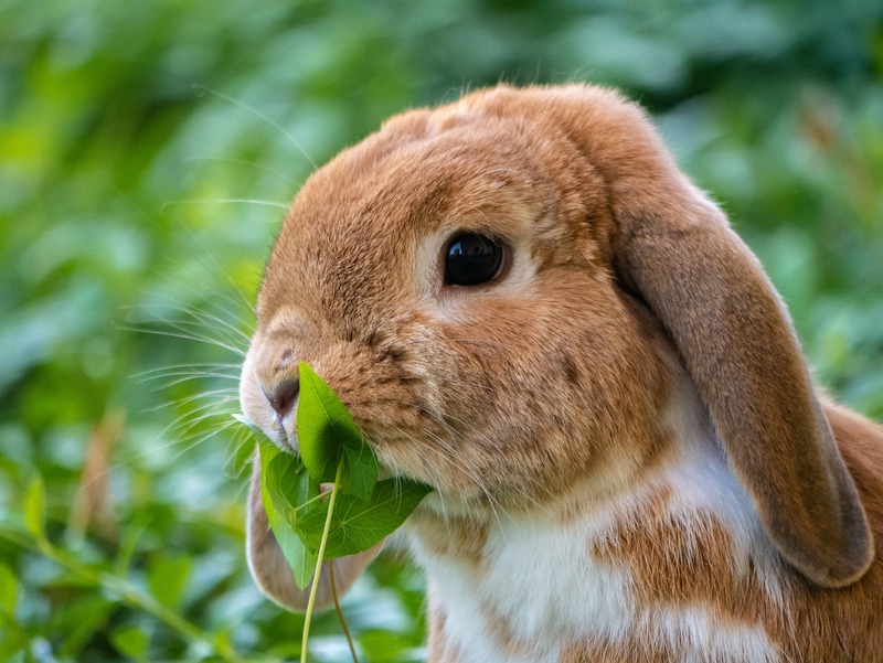 El conejo · Guía de cuidados y manejo 