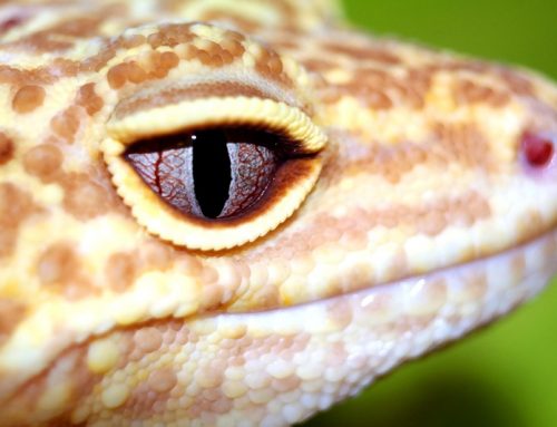 Gecko leopardo · Guía de cuidados y manejo