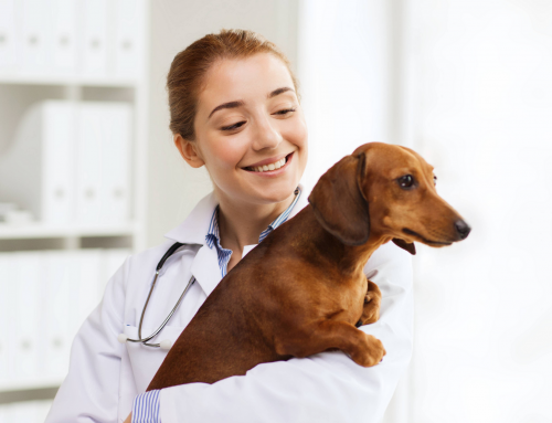 Planes de salud 2021 · Cuida a tu mascota