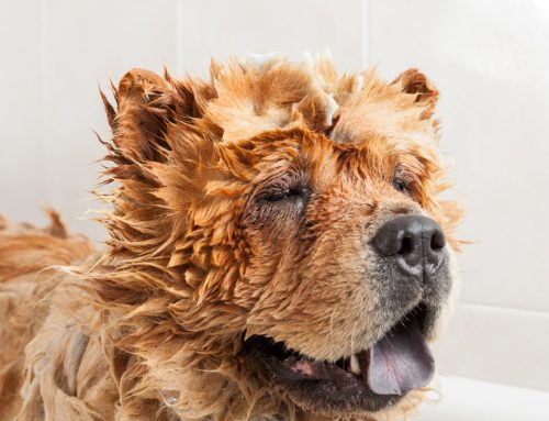 4 consejos para cuidar el pelaje de tu perro