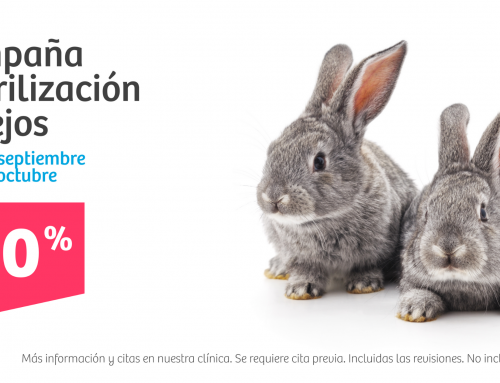 Campaña veterinaria · Esteriliza a tu conejo